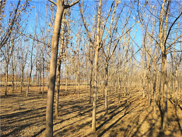 保定大赢家体育(中国)科技有限公司金叶复叶槭种植基地实拍图片