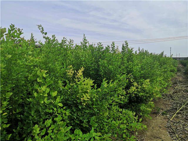 保定大赢家体育(中国)科技有限公司紫穗槐种植基地实拍图片